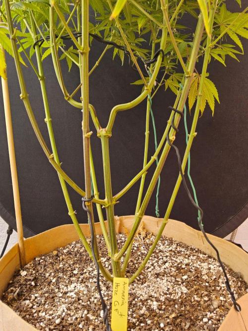 Amnesia go fast. Week 12