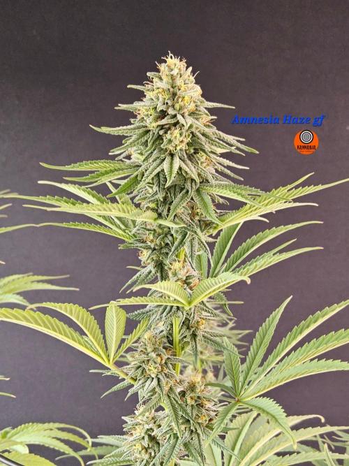 Amnesia go fast. Week 12