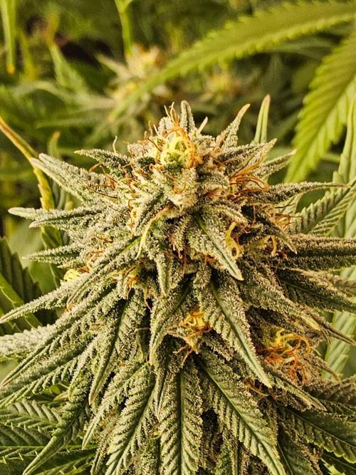 Amnesia go fast. Week 12
