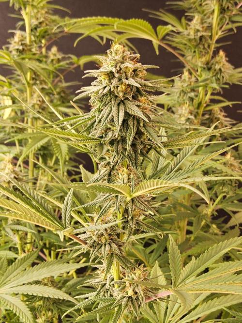 Amnesia go fast. Week 12