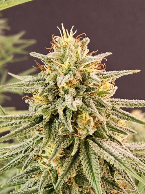Amnesia go fast. Week 12