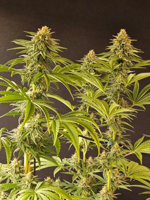 Amnesia go fast. Week 12