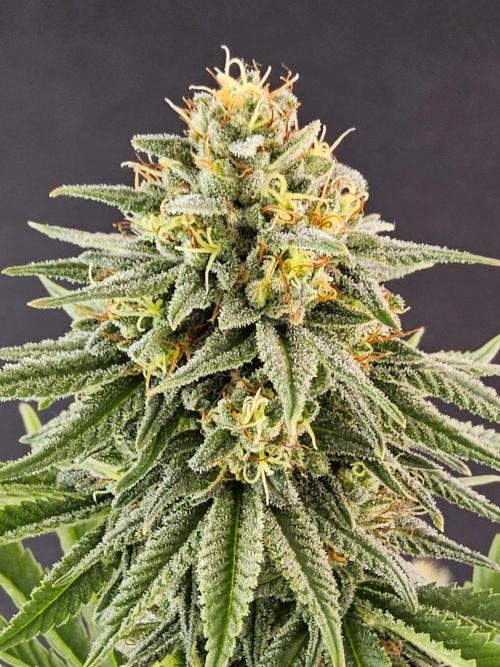 Amnesia go fast. Week 12