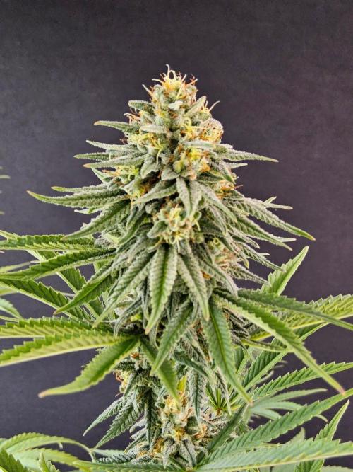 Amnesia go fast. Week 12