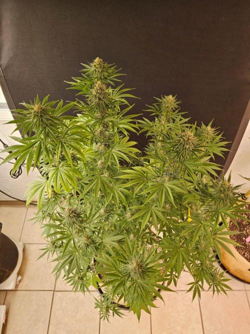 Amnesia go fast. Week 12