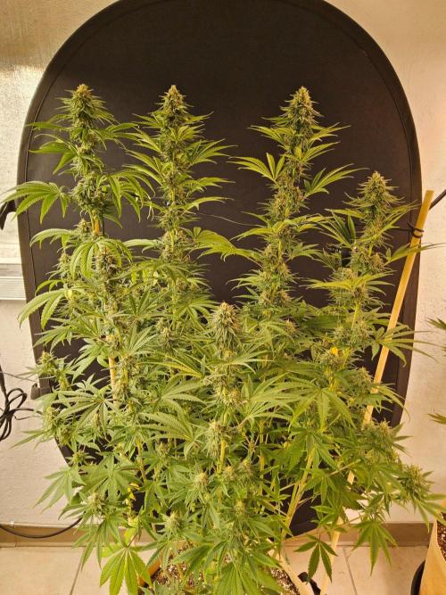 Amnesia go fast. Week 12