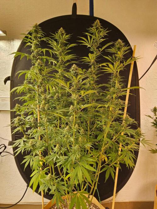 Amnesia go fast. Week 12