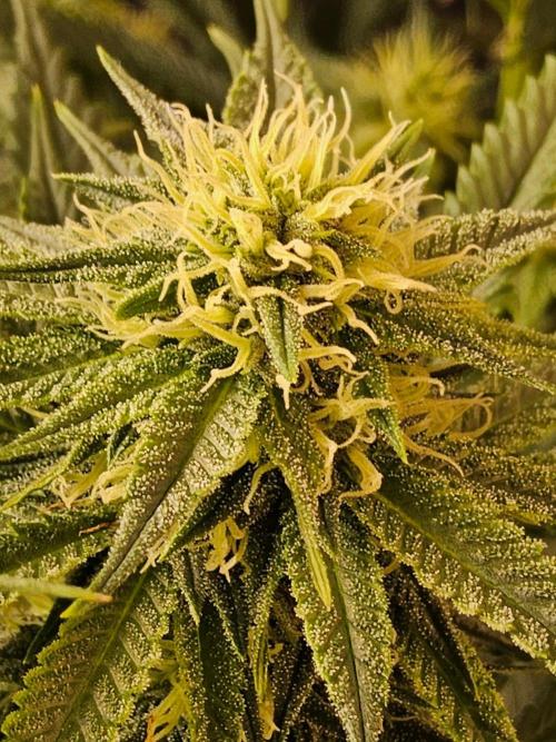 Bubba Seedsman. Week 12