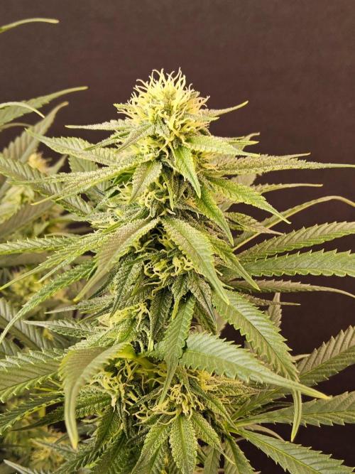 Bubba Seedsman. Week 12