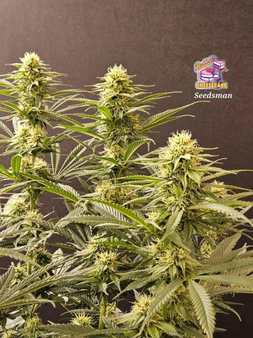 Bubba Seedsman. Week 12