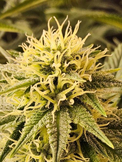 Bubba Seedsman. Week 12