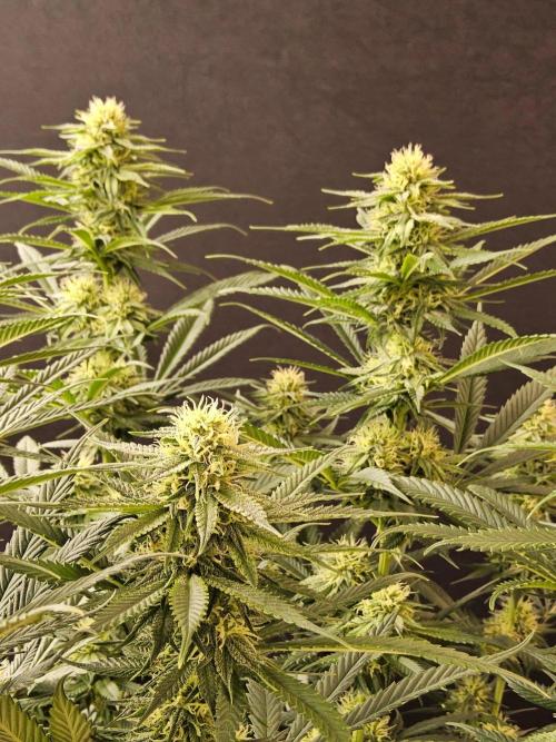 Bubba Seedsman. Week 12