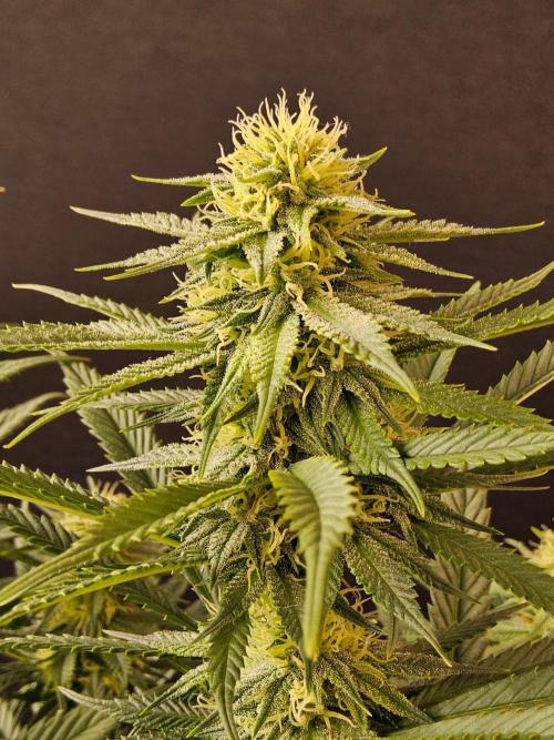 Bubba Seedsman. Week 12