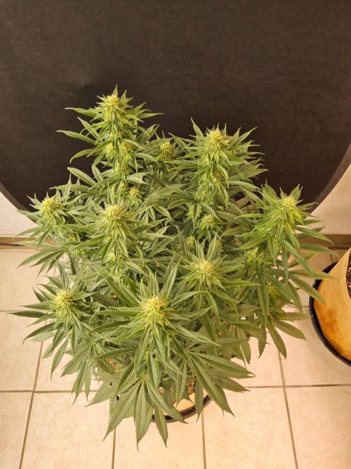 Bubba Seedsman. Week 12