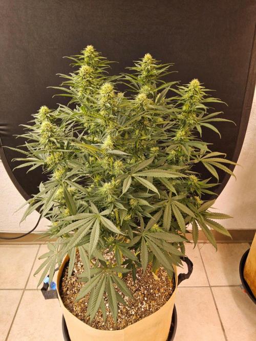 Bubba Seedsman. Week 12