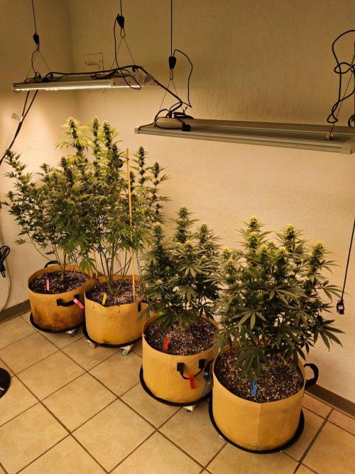 Bubba Seedsman. Week 12