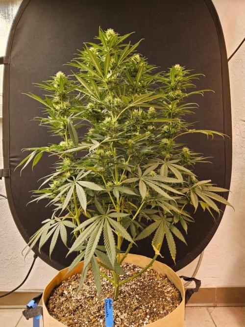 Bubba Seedsman. Week 12