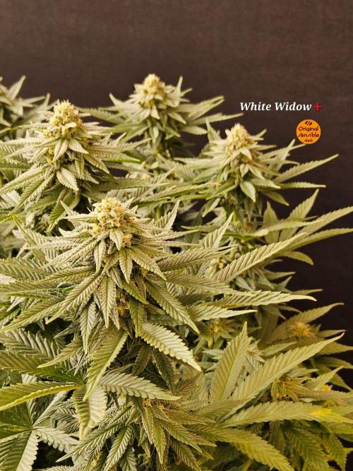 White Widow Plus. Week 12