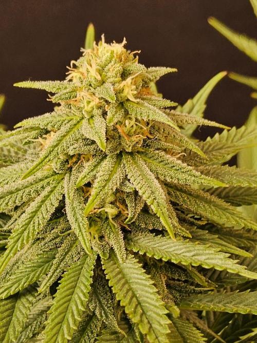 White Widow Plus. Week 12
