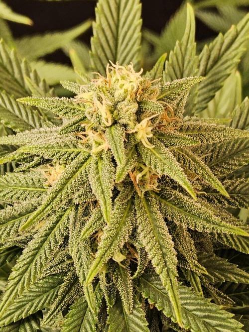 White Widow Plus. Week 12