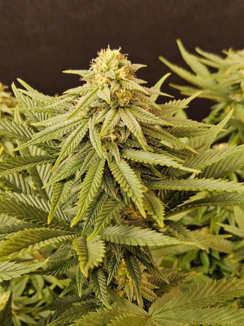 White Widow Plus. Week 12