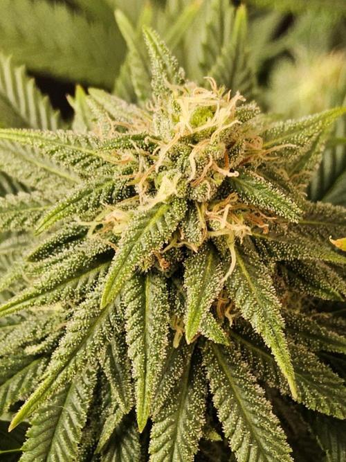 White Widow Plus. Week 12