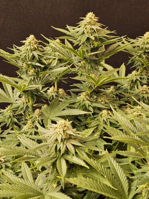 White Widow Plus. Week 12