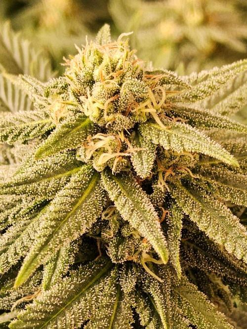 White Widow Plus. Week 12