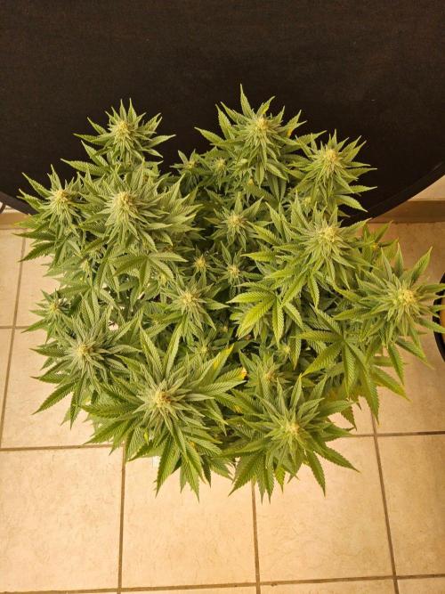 White Widow Plus. Week 12