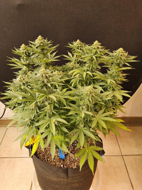 White Widow Plus. Week 12