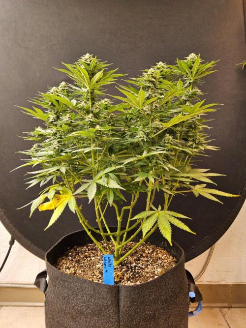 White Widow Plus. Week 12