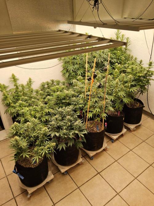 White Widow Plus. Week 12