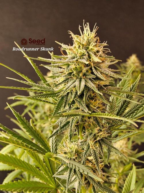Supreme Roadrunner. Week 12