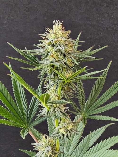 Supreme Roadrunner. Week 12