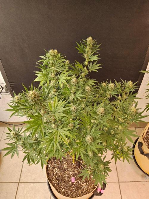 Supreme Roadrunner. Week 12
