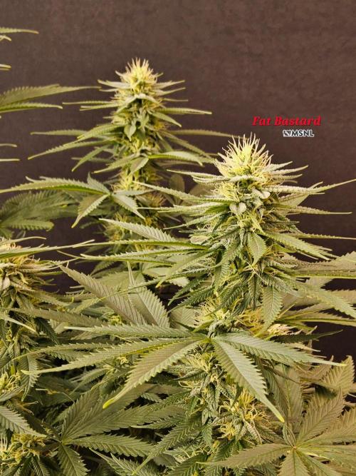 Fat Bastard. Week 12