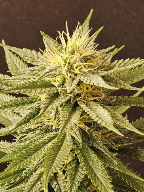Fat Bastard. Week 12
