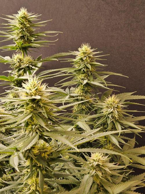 Fat Bastard. Week 12