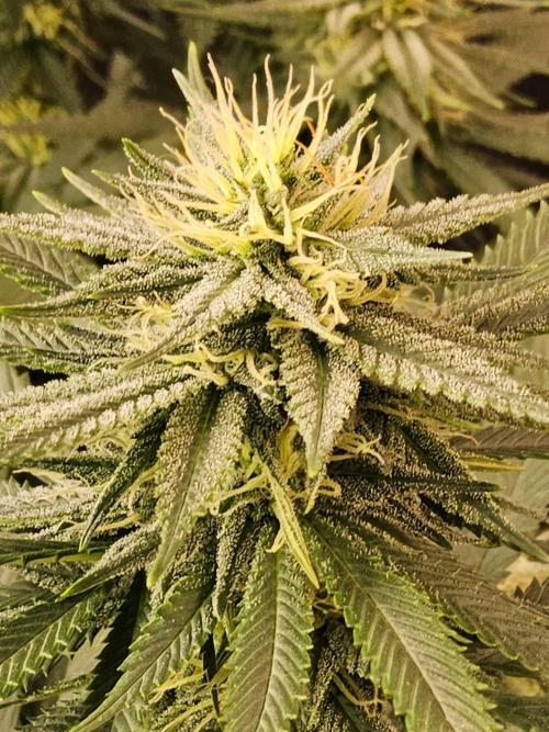 Fat Bastard. Week 12
