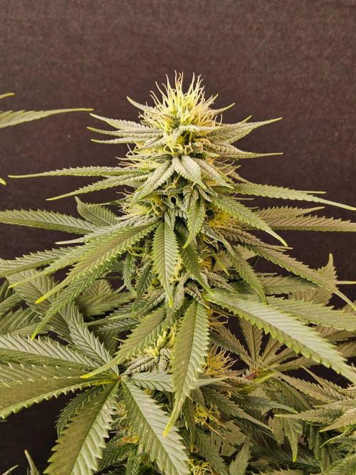 Fat Bastard. Week 12