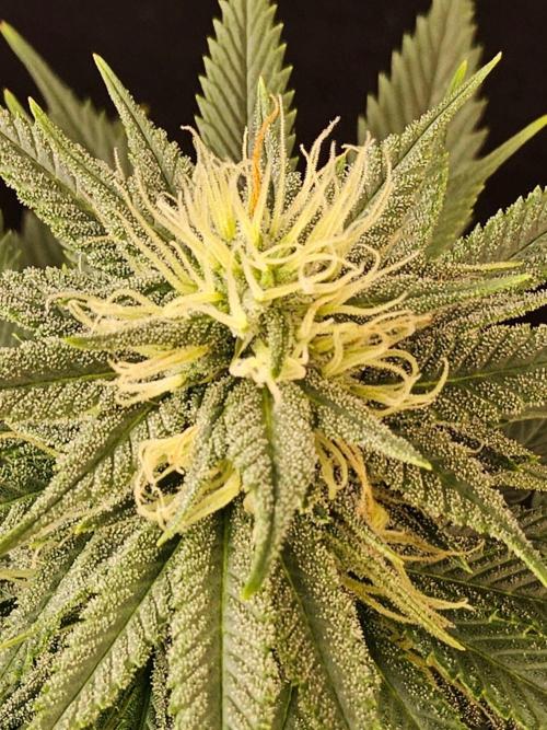 Fat Bastard. Week 12