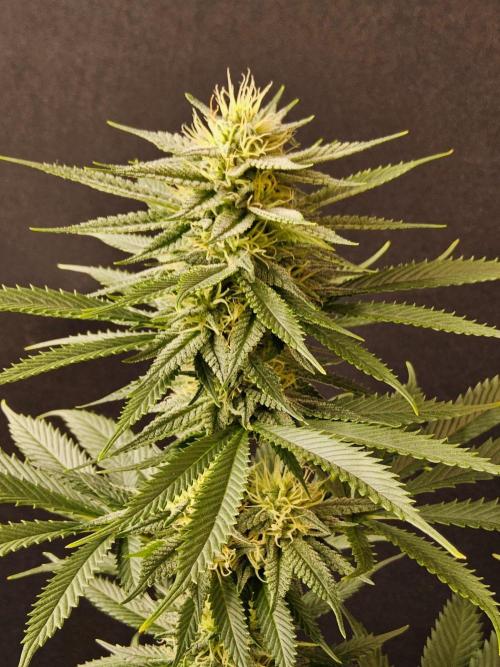 Fat Bastard. Week 12