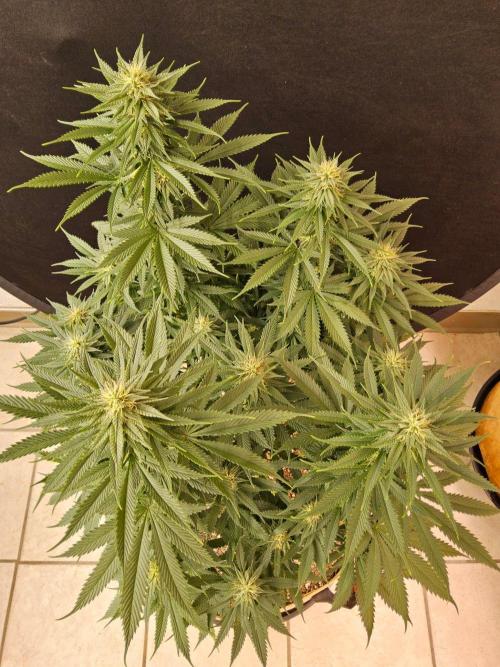 Fat Bastard. Week 12