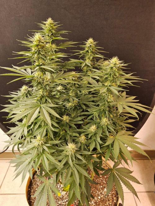 Fat Bastard. Week 12