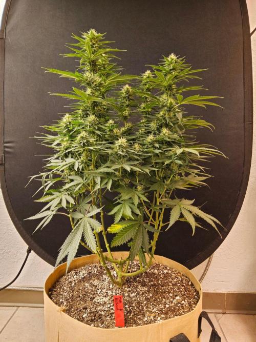 Fat Bastard. Week 12