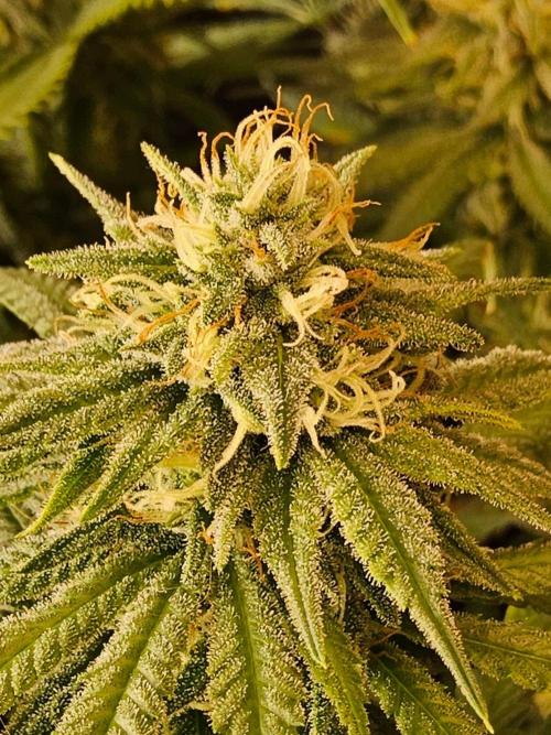 Turbo Amnesia. Week 12