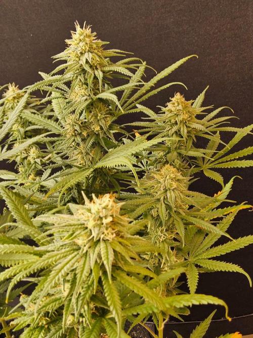 Turbo Amnesia. Week 12