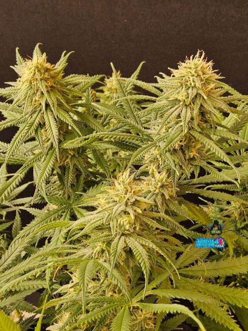 Turbo Amnesia. Week 12