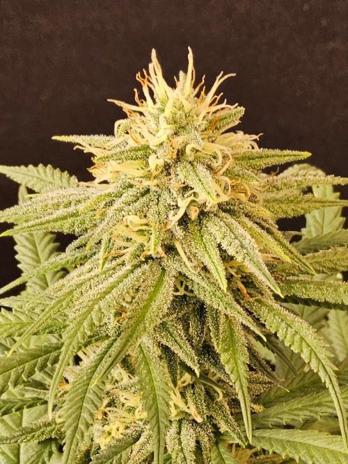 Turbo Amnesia. Week 12