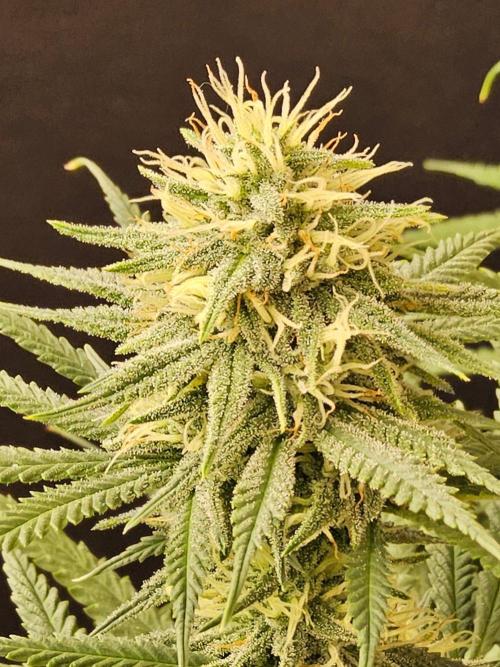 Turbo Amnesia. Week 12